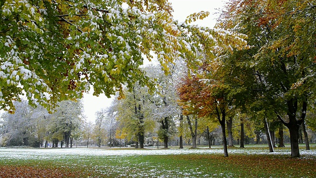 德国巴伐利亚州兰茨胡特公园，雪花飘落在树上五颜六色的秋叶上视频素材