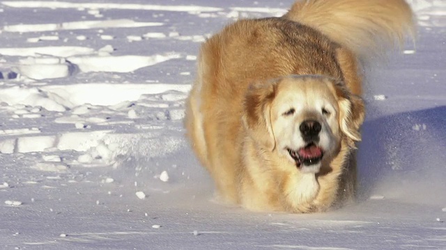 漂亮的狗在雪地里跳跃视频素材