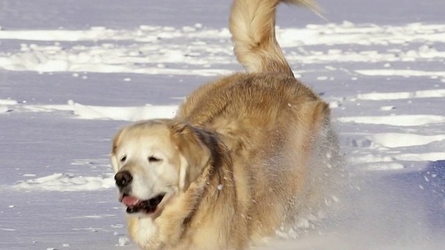 美丽的金毛猎犬在雪地里玩耍视频素材