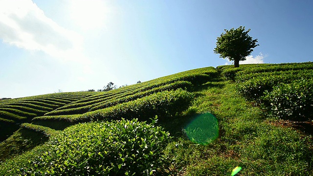 “美沙隆”茶园视频素材