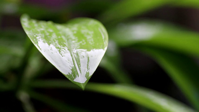 叶子上的水滴。视频下载