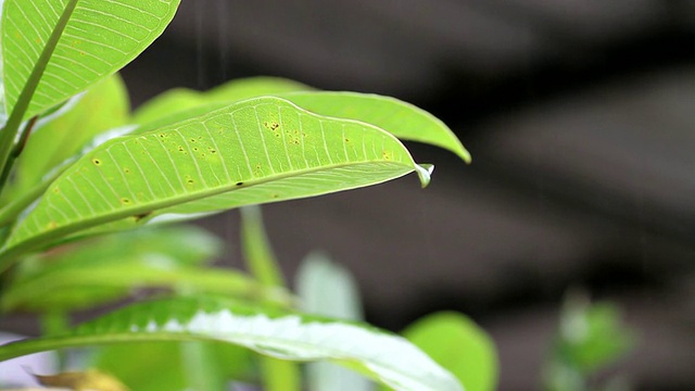 鸡蛋花叶子上的水滴。视频下载