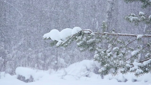 雪花飘落在森林里视频素材