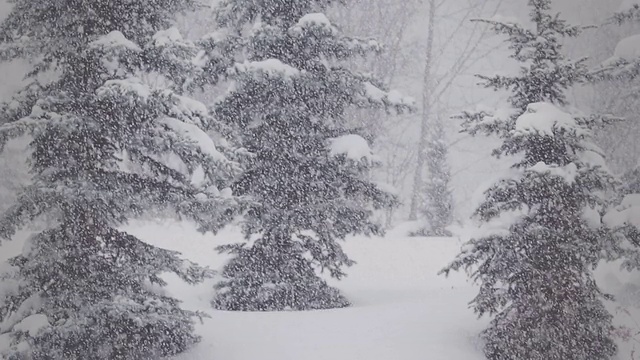 雪花飘落在森林里视频素材