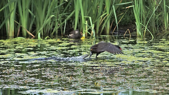 MS SLO MO TS普通木鳖或欧洲木鳖，绿鸡和起飞在池塘/ Vieux Pont，诺曼底，法国视频素材