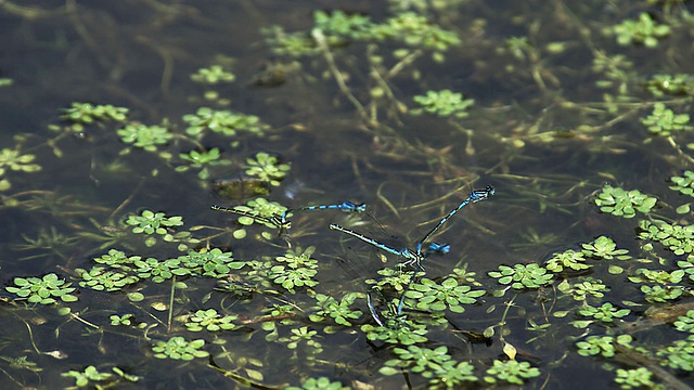 蓝尾豆娘，优雅的蜻蜓，飞行中的蜻蜓和配对在池塘/ Vieux Pont，法国诺曼底视频素材