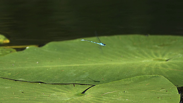 MS SLO MO蓝尾豆娘，ischnura elegans，从池塘里的莉莉叶起飞/ Vieux Pont，法国诺曼底视频素材