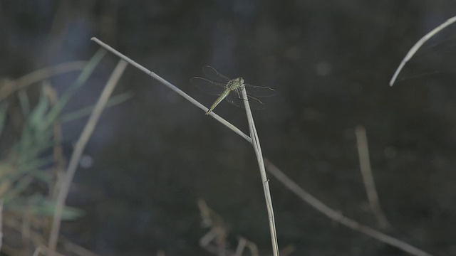 湖中的蜻蜓视频素材