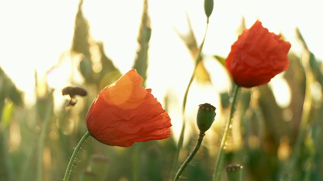 《罂粟花上的蜜蜂》视频素材