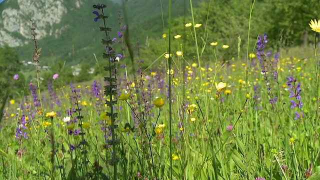 高清慢镜头:穿过草地视频素材