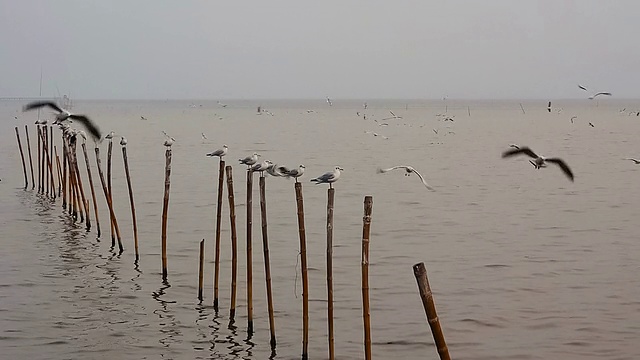 在泰国邦浦飞翔的海鸥视频素材