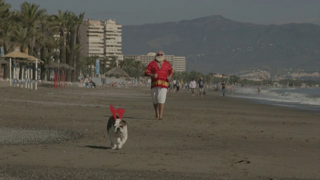 W/S大男人和斗牛犬在海滩上奔跑视频素材