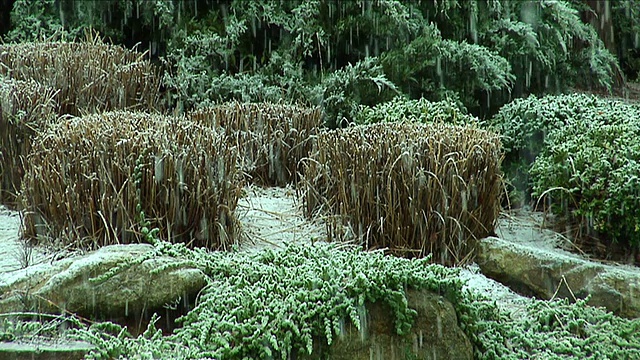 落在树叶上的雪视频下载