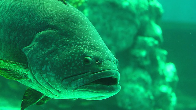 海洋生物视频素材