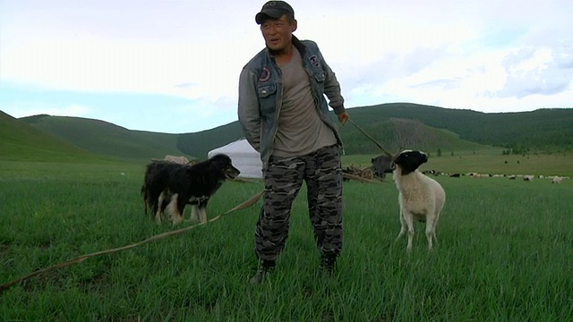 MS Nomad man rope sheep /中-南蒙古，蒙古视频素材