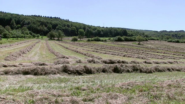 MS Shot of haymaking / Saarburg，莱茵兰-普法尔茨，德国视频素材