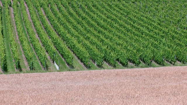 MS Shot of cornfield and vineyard /萨尔堡，莱茵兰-普法尔茨，德国视频素材