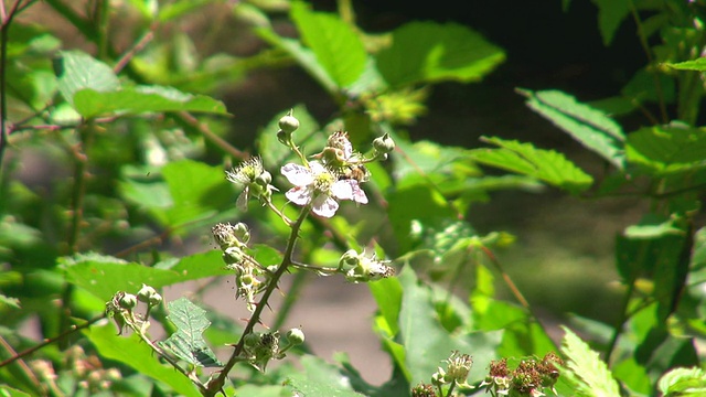 MS蜜蜂对毛地黄花/萨尔堡，莱茵兰普法尔茨，德国视频素材