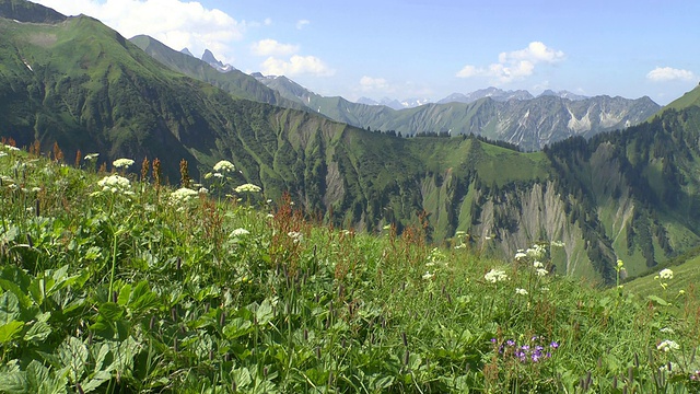 德国巴伐利亚，阿尔卑斯山附近的费尔霍恩山山花视频素材