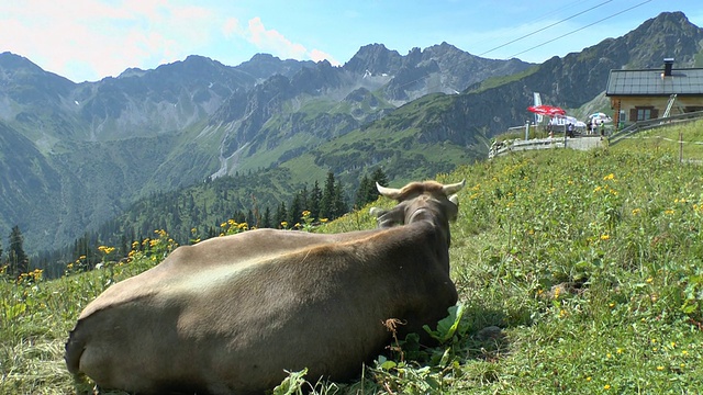 德国巴伐利亚州，阿尔高高坡/奥伯斯多夫，在费尔霍恩山的高山草地上休息的MS奶牛视频素材