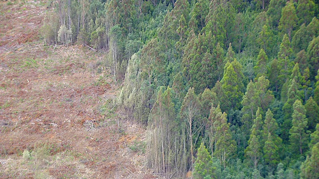 WS AERIAL PAN ZI树木和土地视图/阿德莱德，澳大利亚视频素材