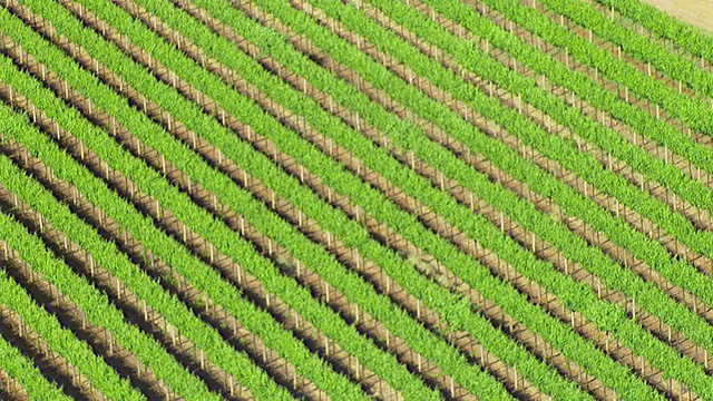 WS AERIAL ZI View of field /新南威尔士，澳大利亚视频素材