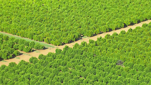 WS AERIAL ZI View of field /新南威尔士，澳大利亚视频素材