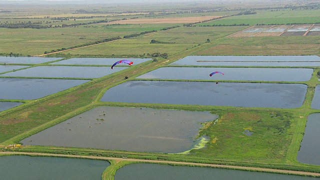 WS AERIAL ZI鸟群和滑翔伞视图/ Werribee，维多利亚，澳大利亚视频素材