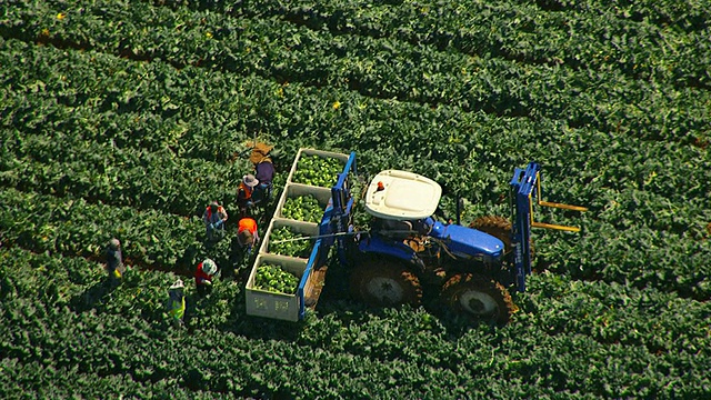 WS AERIAL ZO图片:农民在拖车上装载花椰菜，Werribee，澳大利亚维多利亚州视频素材