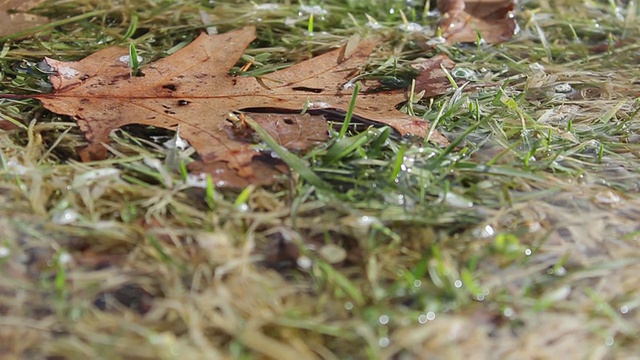 雨中湿草和树叶的详细跟踪拍摄。-模型发布- 1920x1080 -高清视频素材