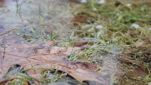 雨中湿草和树叶的详细跟踪拍摄。-模型发布- 1920x1080 -高清视频素材