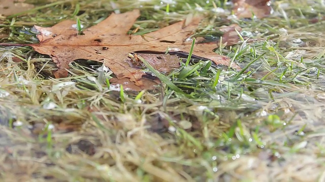 雨中湿草和树叶的详细跟踪拍摄。-模型发布- 1920x1080 -高清视频素材