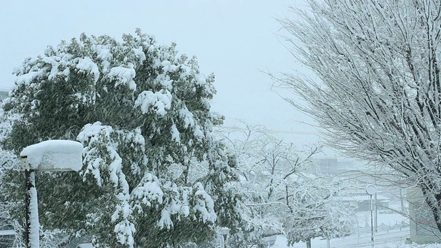 雪覆盖了公园。日本东京视频素材