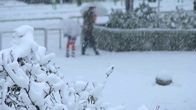 雪覆盖了公园。日本东京视频素材