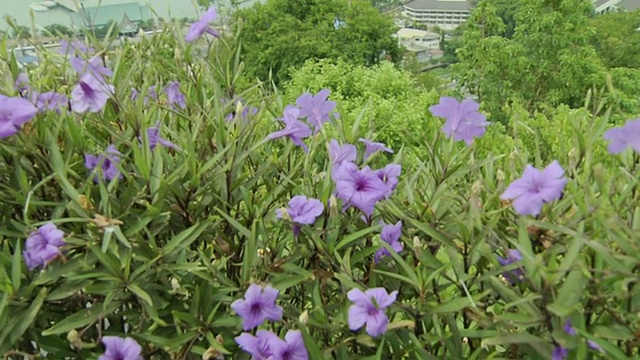 泰国芭堤雅春武里海岸的鸟瞰图视频素材