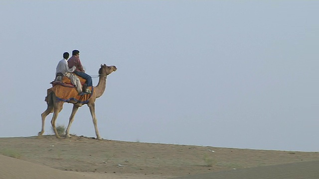 潘右拍沙漠骆驼骑Jaisalmer印度拉贾斯坦邦视频素材