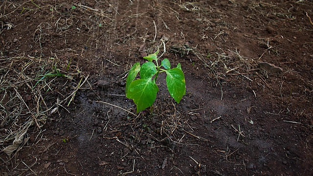 重新种植被淹没的森林视频下载