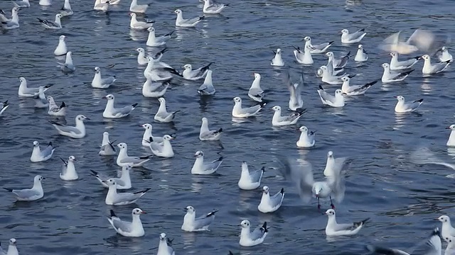 海鸥视频素材