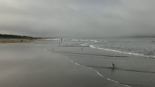 美国加州马林县，多云的天空中，海鸥在Dillon海滩的海岸线上飞翔视频素材