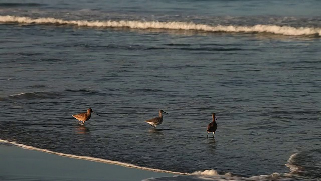 沿着海岸散步的海鸥/马林县，加利福尼亚，美国视频素材