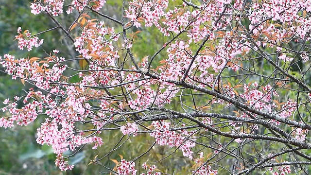 野生喜马拉雅樱花盛开视频素材