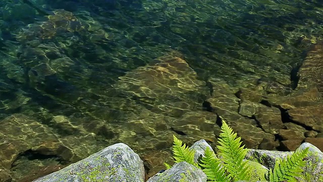 水岩石和蕨类植物。自然抽象背景。视频素材