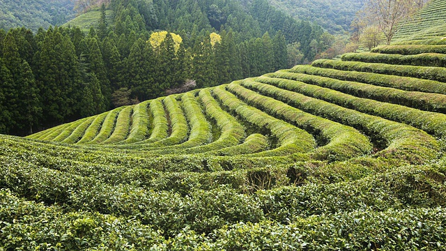 韩国全罗南道boseong / Boseonggun的绿茶田视频素材