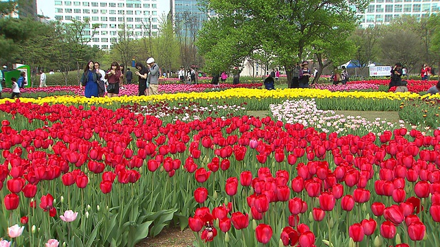 MS People walking at International Flower Festival /高阳，京畿道，韩国视频素材