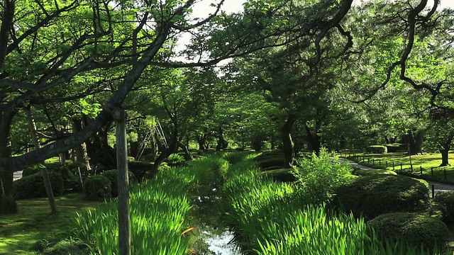 TU Magarimizu女士在日本花园Kenrokuen，日本大花园/金泽，石川，日本视频素材