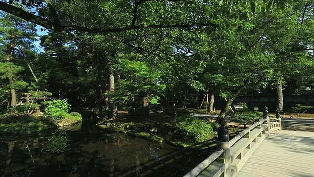 日本石川金泽Kenrokuen花园中的日本老松树视频素材