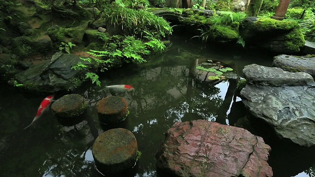 日本石川金泽武士木屋的小池塘里的潘鲤鱼视频素材