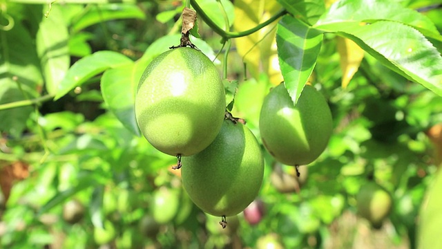 日本东京小笠原群岛Chichijima岛的西番莲视频素材