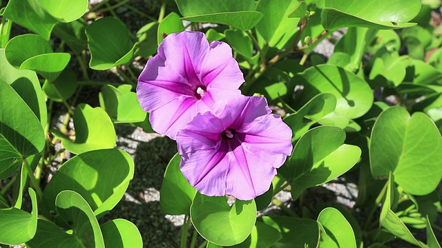 Ipomoea pes caprae，日本东京，日本小笠原群岛Miyanohama海滩牵牛花视频素材