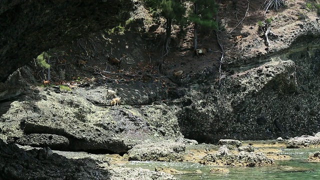 日本东京小笠原群岛特有的枕状熔岩和野山羊视频素材